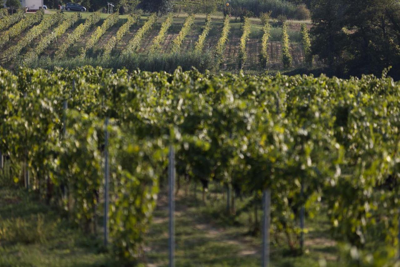 Agriturismo Le Baccane Vinci Eksteriør billede