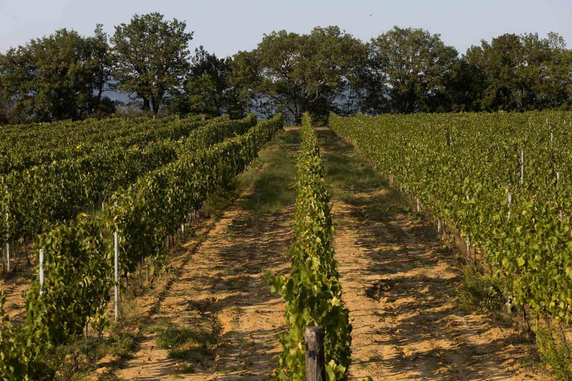 Agriturismo Le Baccane Vinci Eksteriør billede