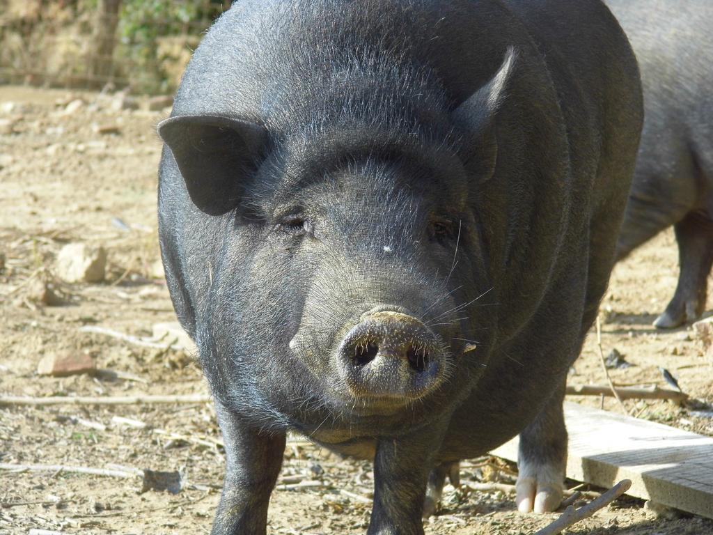 Agriturismo Le Baccane Vinci Eksteriør billede