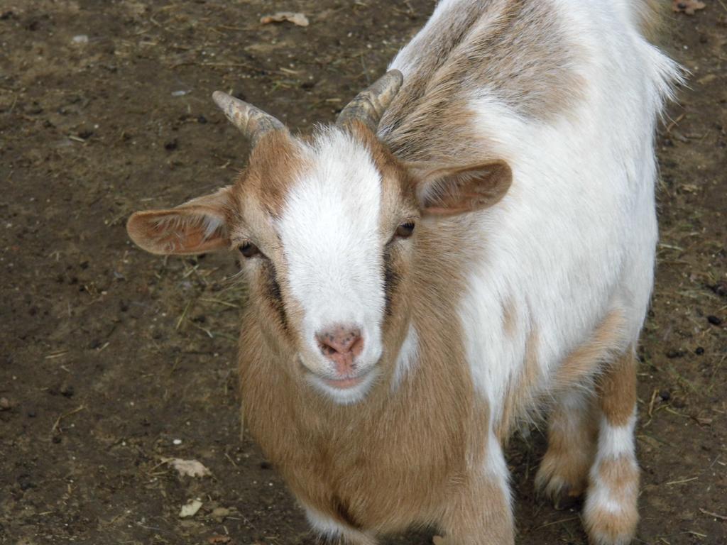 Agriturismo Le Baccane Vinci Eksteriør billede