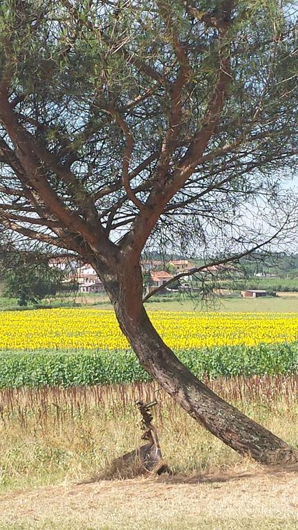 Agriturismo Le Baccane Vinci Eksteriør billede