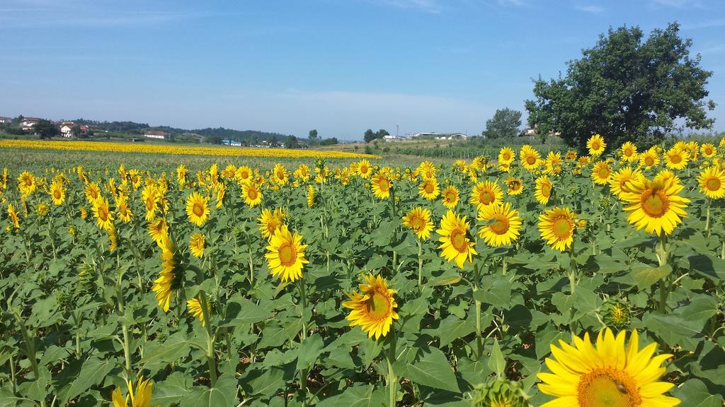 Agriturismo Le Baccane Vinci Eksteriør billede